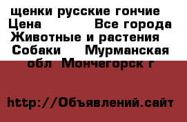 щенки русские гончие › Цена ­ 4 000 - Все города Животные и растения » Собаки   . Мурманская обл.,Мончегорск г.